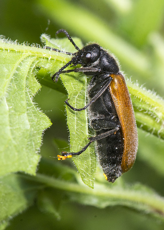 Meloidae: Lydus trimaculatus? S, ssp. italicus.